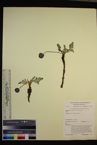 Oreonana purpurascens image